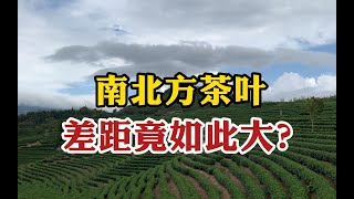 南北方茶叶差距如此大？10大名茶有9个在南方，北方人喝啥？