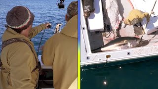 Harpoon Hunters: Fisherman Spears Nearly 8-FOOT-LONG Tuna! (Exclusive)