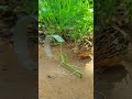 Satisfying Moments Birds Trap