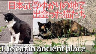 【番外編】出雲伊波比神社の猫とひぐらしCat \u0026 Cicada in Shrine【埼玉】