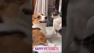 Cat and dog love mischief. #dog #cat #funny #pets #animals #shorts #happypetsfacts