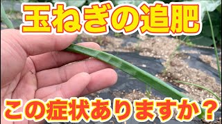 玉ねぎの追肥のタイミングは？ギザギザな葉があったら要注意！