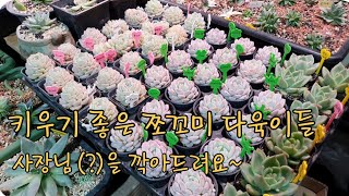 키우기 좋은 쪼꼬미 다육이 구경하세요!~