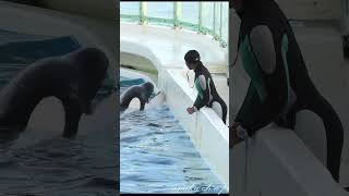 ルーナとAトレーナーさん、　#shorts #鴨川シーワールド #잉어 #killer #水族館 #orca #シャチ #鯱