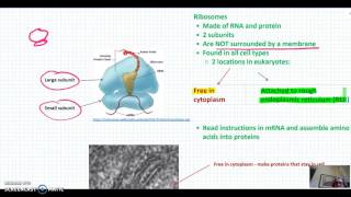 The ribosome