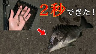 【餌代0円】まさかの餌で！？この釣りには可能性を感じました。【チヌ釣り】