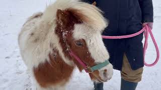 【預託馬】飼い主の呼びかけに小走りするミニチュアホース