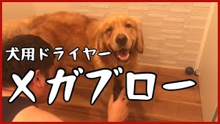 【ゴールデンレトリバー】犬用ドライヤー！？メガブロー！！