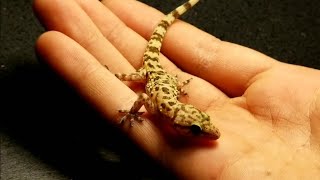 The Mediterranean House Gecko