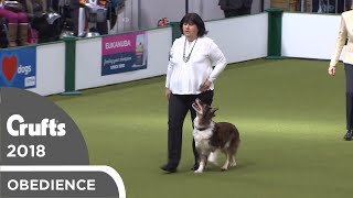 Obedience - Dog Championship - Part 11 | Crufts 2018