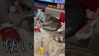 アビシニアンとは その10 #shorts #猫 #アビシニアン