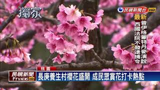 賞花新秘境！長庚養生村緋寒櫻盛放－民視新聞