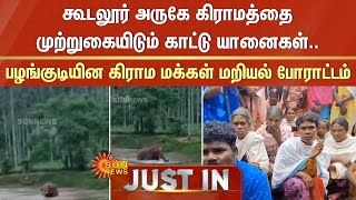 கூடலூர் அருகே கிராமத்தை முற்றுகையிடும் காட்டு யானைகள்..பழங்குடியின கிராம மக்கள் மறியல் போராட்டம்