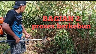 membersihkan kebun sawit dengan mesin rumput #kebunku #mesin potong rumput