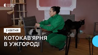 В Ужгороді відкрили котокав’ярню. Там живуть 14 котиків із притулку