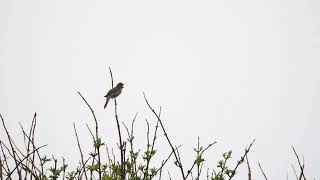 nachtegaal - common nightingale Berkheide 15-04-2022