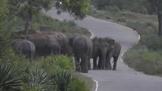 The herd of wild elephants that rule the Buddangala road #animals #jungleelephant #elephantherd 🐘🐘👍👍