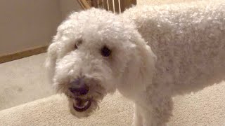 Goldendoodle Barking