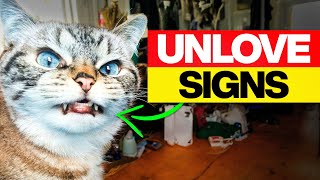 Unknown Signs Your Cat Does Not Love You