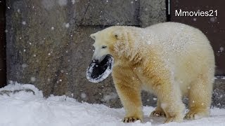 私のフタ取らないで~取り合うポロロとマルル