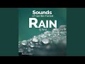 Sounds of Gentle Forest Rain