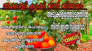 തക്കാളി വീട്ടിൽ കൃഷി ചെയ്യാം എളുപ്പത്തിൽ||tomato cultivation malayalam|    #tomatogrowingtips