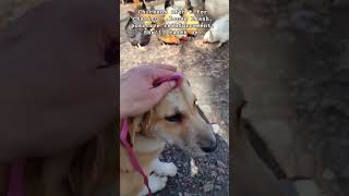 Guard Dog Puppy, chickens are fwends #countrylife #dogtraining #dog