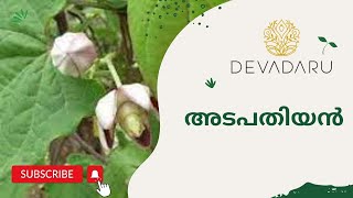 Adapathiyan #malayalam #ayurvedawellness #ayurvedichealing #kerala #kerala #health #nature #ayush