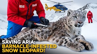 Snow Leopard Rescue Mission: Removing Painful Barnacles