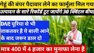 गेहूं में बंपर उत्पादन कैसे लें। gehun ki paidawar kaise badhaye। Wheat tillering। gehu ki kheti।