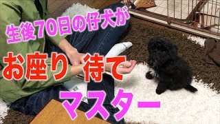 生後７０日の仔犬が「おすわり」と「待て」をマスター！？天才犬！【チワプーのバーディ】