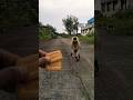 Bajrang dal Jai hanuman #monkey #trending #yshorts #viral