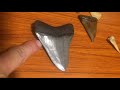 Fossil Fridays - Ep. 8 Shark Teeth Features