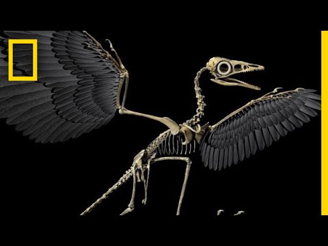 What evidence supports that birds evolved from dinosaurs?