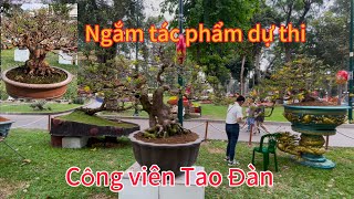 Ngắm dáng mai vàng bonsai dự thi,ngày 27  âl 2025 tại công viên Tao Đàn