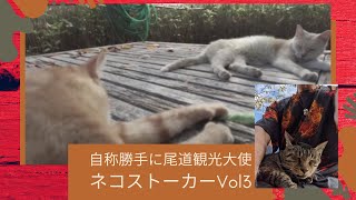 自称勝手に尾道観光大使　ねこストーカーVol3