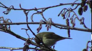 chiffchaff in alder tree