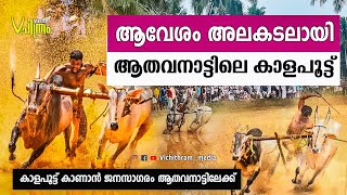 കാളപൂട്ട് ആവേശമായി | kalapoott | athavanad | pothupoott #keralanews #malayalam