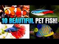 Top 10 Most Beautiful Pet Fish for Your Aquarium!