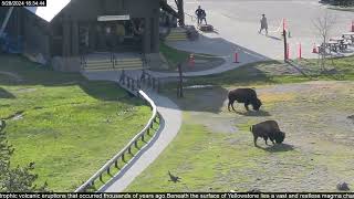 🌎 Incredible Closeup Shots of Bison Grazing - Yellowstone National Park - 2024-05-28