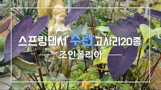 조인폴리아 수련 스프링댄서 고사리20종  물양귀비 바링토리아