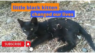 Homeless adorable black kitten changes our lives