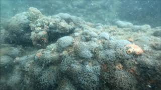 ニホンアワサンゴ群落風景2020,8,23(山口県周防大島「地家室海域公園」)