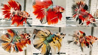 Đợt Cá Betta Dòng Cá mới copper metallic HM 4/10 .free ship hôm nay || Betta Bạc Liêu