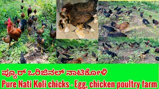 Pure Nati Koli chicks - Egg, chicken poultry farm || ಪ್ಯೂರ್ ಒರಿಜಿನಲ್ ನಾಟಿಕೋಳಿ smileyfarming24