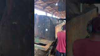 Fastest Skill Large Wood Sawmill Machine Working In Black wood working.#ytshort#youtubeshorts