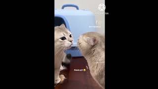 embracing the joy of paw prints a #comedy #shortvideo#viral#funny#trending#ytshorts#shortfeed#viral