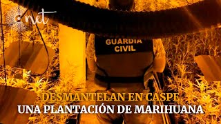 Desmantelan en CASPE una PLANTACIÓN DE MARIHUANA