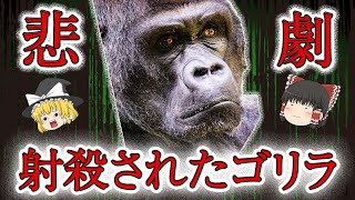 【ゆっくり解説】子供の安全か？ゴリラの命か？ハランベ事件