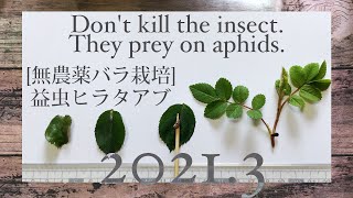 [無農薬バラ栽培]アブラムシ対策＆益虫ヒラタアブ[ベランダ]How to Easily Get Rid of Aphids on roses.[Beneficial insect][Hoverfly]